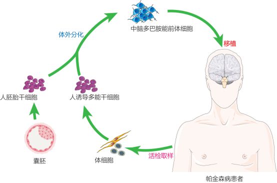 復(fù)旦校友領(lǐng)航，躍賽生物獲數(shù)千萬元天使輪融資，深耕干細(xì)胞治療新賽道