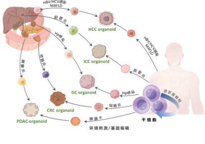 清華長(zhǎng)庚醫(yī)院獲批三項(xiàng)2022年度國(guó)家重點(diǎn)研發(fā)計(jì)劃重點(diǎn)專項(xiàng)，引領(lǐng)細(xì)胞技術(shù)研發(fā)與應(yīng)用新突破